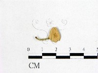 藏品(微皮傘屬)的圖片