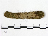 藏品(筍殼菌屬)的圖片