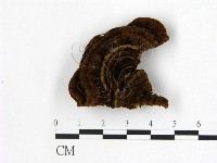 藏品(纖孔菌屬)的圖片