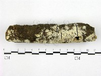 藏品(冇骨消絲齒菌)的圖片