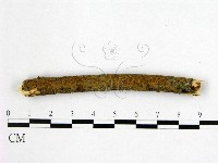 藏品(刺革菌屬)的圖片