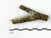 藏品(剛毛絲皮菌)的圖片