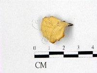 藏品(多孔菌屬)的圖片