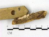 藏品(蠟孔菌屬)的圖片