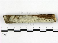 藏品(剛毛絲皮菌)的圖片