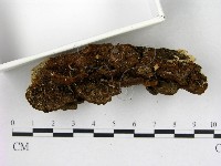 藏品(纖孔菌屬)的圖片