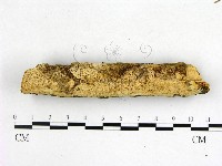 藏品(絲齒菌屬)的圖片