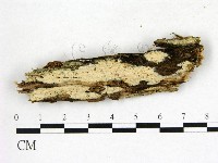 藏品(絲皮菌屬)的圖片