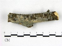 藏品(刺皮菌屬)的圖片