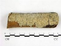 藏品(刺皮菌屬)的圖片