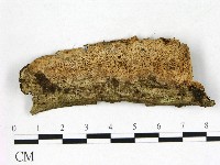 藏品(薄孔菌屬)的圖片