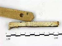 藏品(剛毛絲皮菌)的圖片