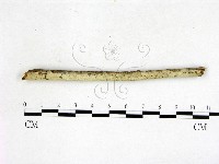 藏品(剛毛絲皮菌)的圖片