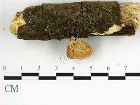 藏品(多孔菌屬)的圖片