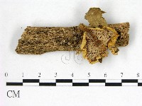 藏品(紅菇屬)的圖片