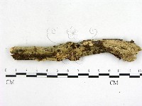 藏品(絲齒菌屬)的圖片