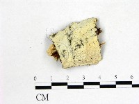 藏品(冇骨消絲齒菌)的圖片