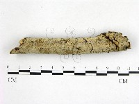 藏品(絲皮菌屬)的圖片