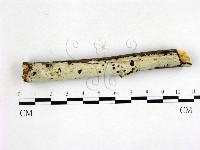 藏品(剛毛絲皮菌)的圖片