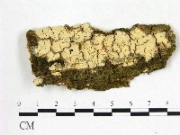 藏品(叉絲革菌屬)的圖片