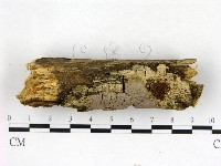 藏品(刺革菌屬)的圖片