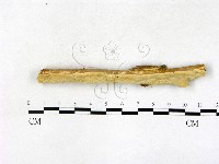 藏品(顯絲菌屬)的圖片