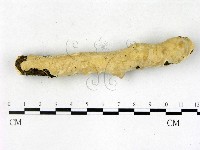 藏品(顯絲菌屬)的圖片