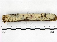 藏品(剛毛絲皮菌)的圖片