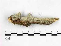 藏品(剛毛絲皮菌)的圖片