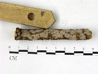 藏品(筍殼菌屬)的圖片