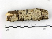 藏品(絲齒菌屬)的圖片