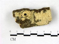 藏品(絲齒菌屬)的圖片