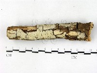 藏品(絲齒菌屬)的圖片