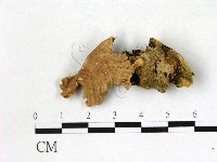 藏品(小皮傘屬)的圖片