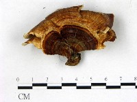 藏品(相鄰小孔菌)的圖片