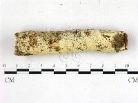 藏品(絲齒菌屬)的圖片