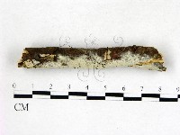 藏品(剛毛絲皮菌)的圖片