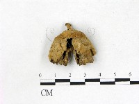 藏品(韌革菌屬)的圖片