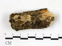 藏品(齒耳菌屬)的圖片