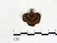 藏品(相鄰小孔菌)的圖片