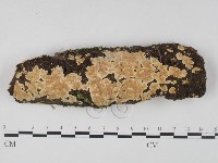 藏品(容氏菌屬)的圖片