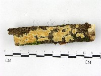 藏品(射脈菌屬)的圖片