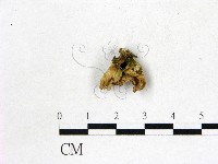 藏品(韌革菌屬)的圖片