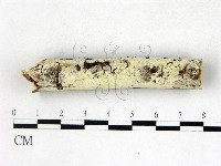 藏品(絲齒菌屬)的圖片