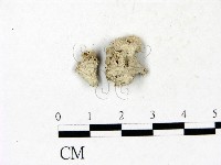 藏品(裂褶菌)的圖片