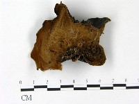 藏品(毛木耳)的圖片