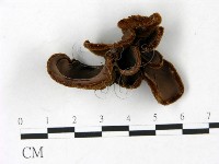 藏品(毛木耳)的圖片