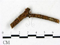 藏品(小皮傘屬)的圖片