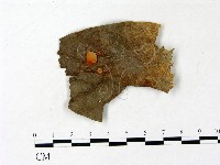 藏品(小皮傘屬)的圖片