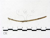 藏品(小皮傘屬)的圖片